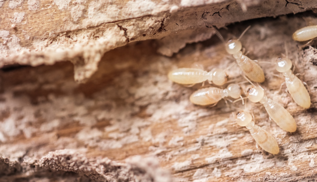 Termites ouvriers rampant dans le bois endommagé d'une charpente